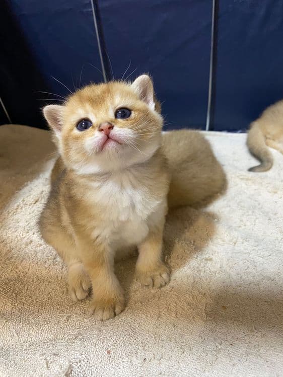 Продаю здоровых котят золотая шиншилла. — 5
