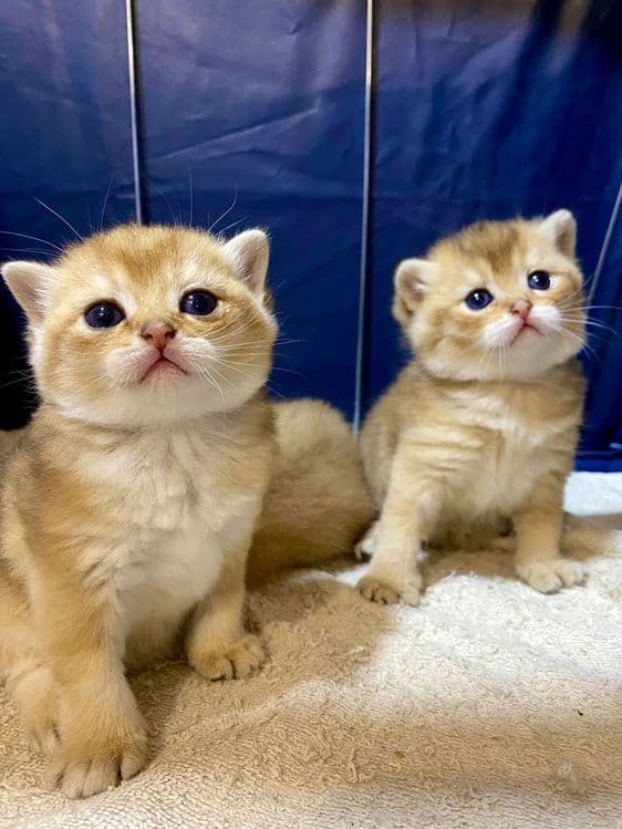 Продаю здоровых котят золотая шиншилла. — 6