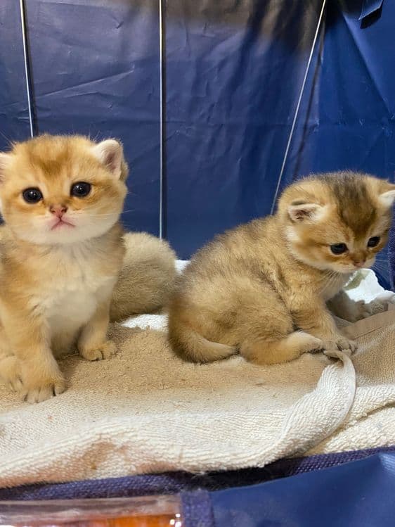 Продаю здоровых котят золотая шиншилла. — 7
