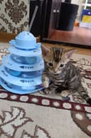 Продаются бенгальский котик котята