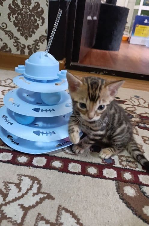 Продаются бенгальский котик котята — 1