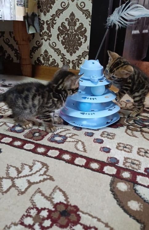 Продаются бенгальский котик котята — 2