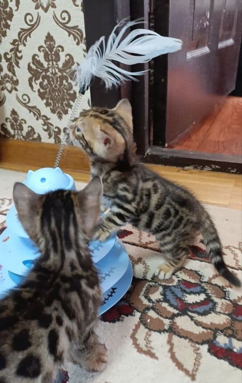 Продаются бенгальский котик котята — 3