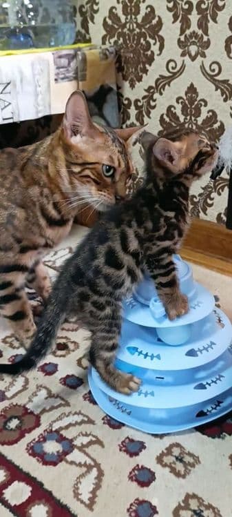 Продаются бенгальский котик котята — 4
