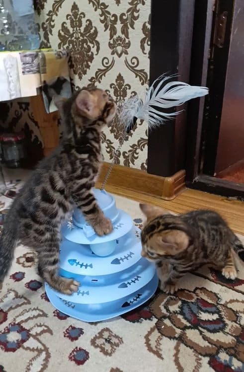 Продаются бенгальский котик котята — 5