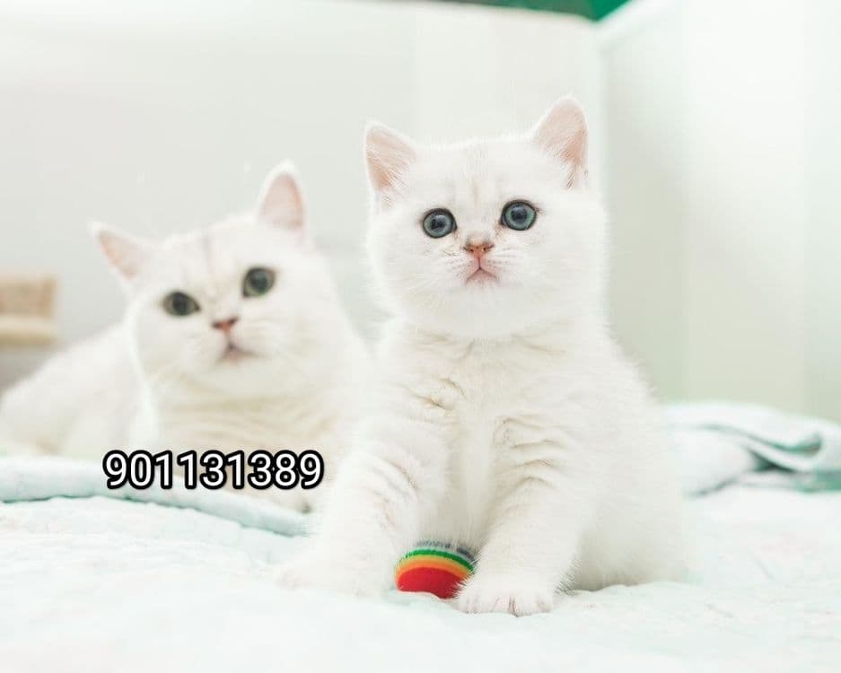Продаётся чистокровный британский шиншилла мальчик и девочка
2 месяц — 4