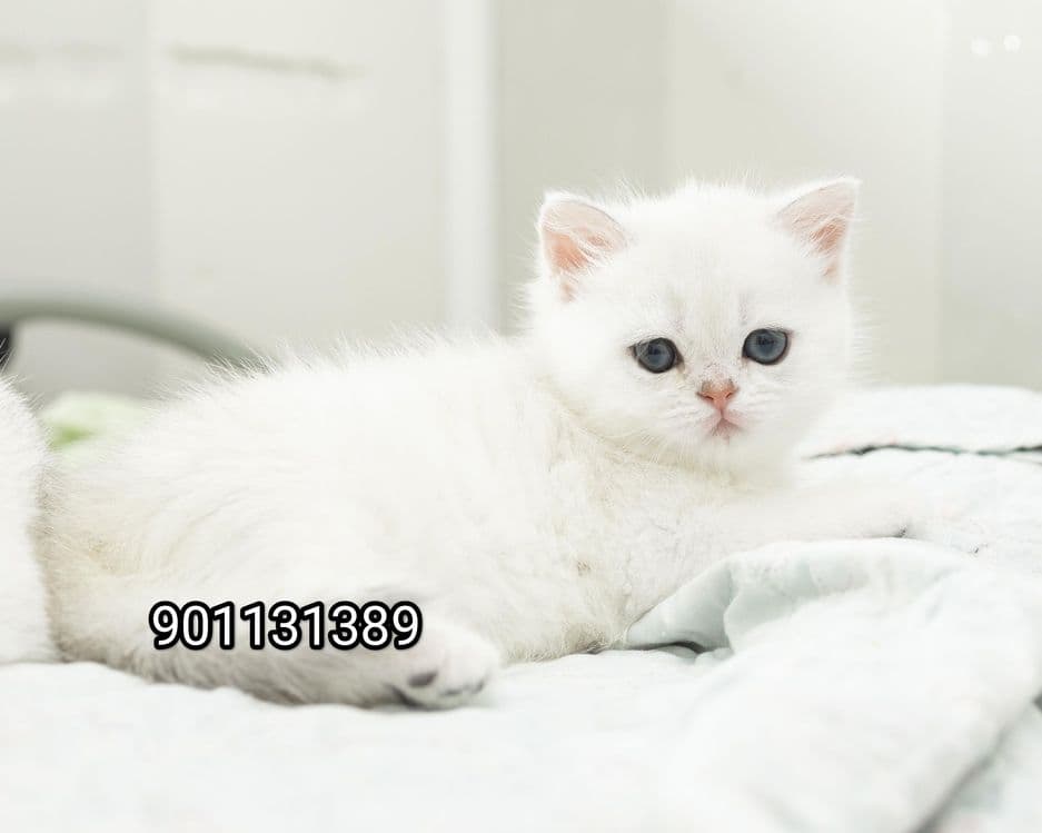 Продаётся чистокровный британский шиншилла мальчик и девочка
2 месяц — 7