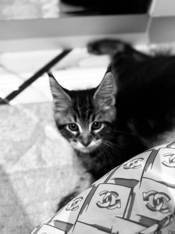 Amerkanskiy Maine Coon 250$ — 2