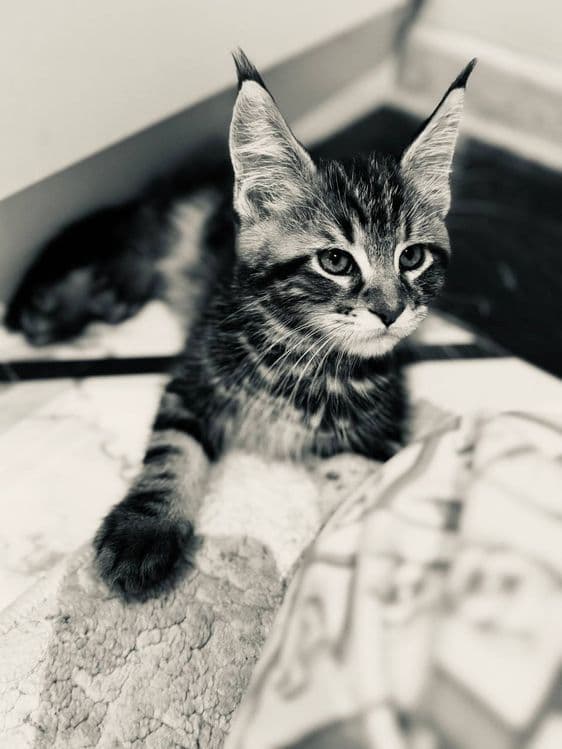 Amerkanskiy Maine Coon 250$ — 3