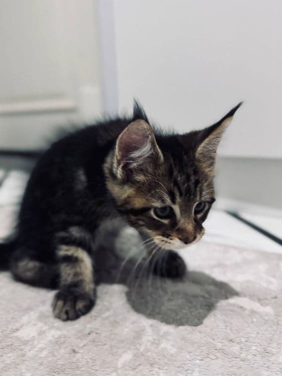 Amerkanskiy Maine Coon 250$ — 4