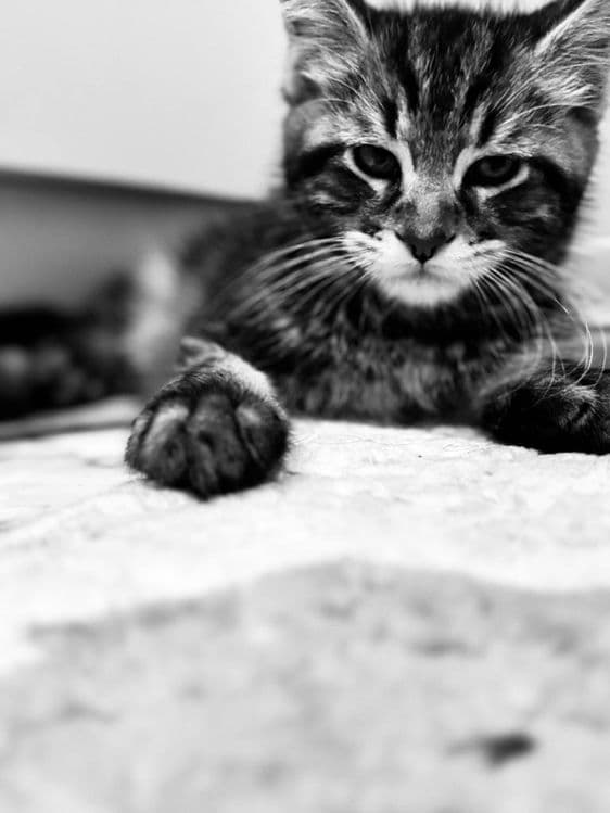 Amerkanskiy Maine Coon 250$ — 5