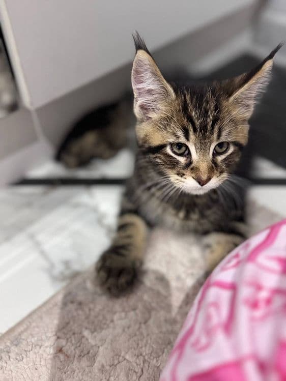 Amerkanskiy Maine Coon 250$ — 6