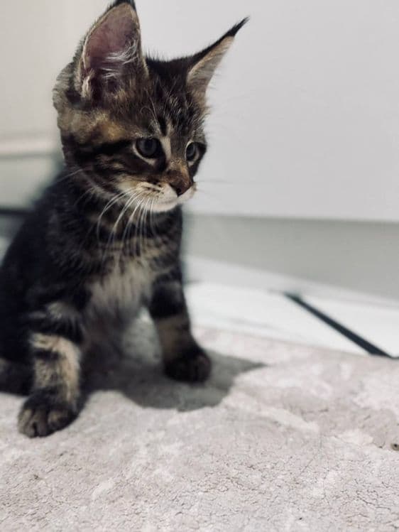Amerkanskiy Maine Coon 250$ — 7