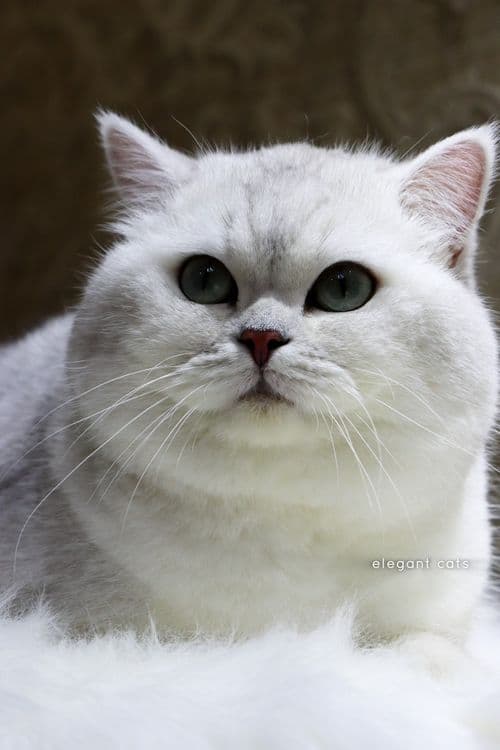 БРИТАНСКИЙ шиншилла! — 2