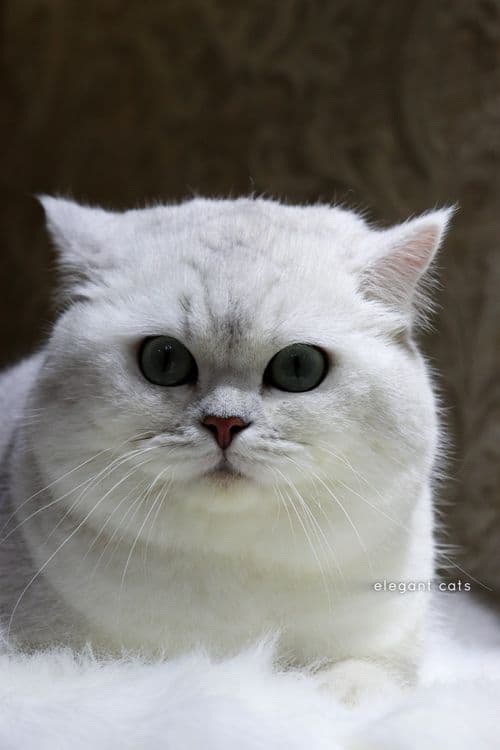 БРИТАНСКИЙ шиншилла! — 3