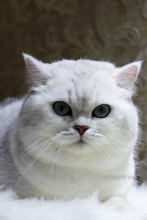 БРИТАНСКИЙ шиншилла! — 4