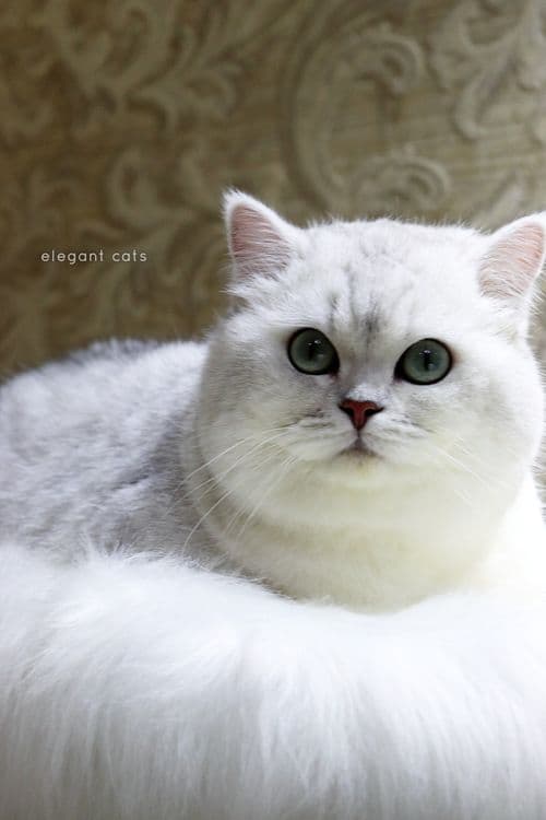БРИТАНСКИЙ шиншилла! — 5