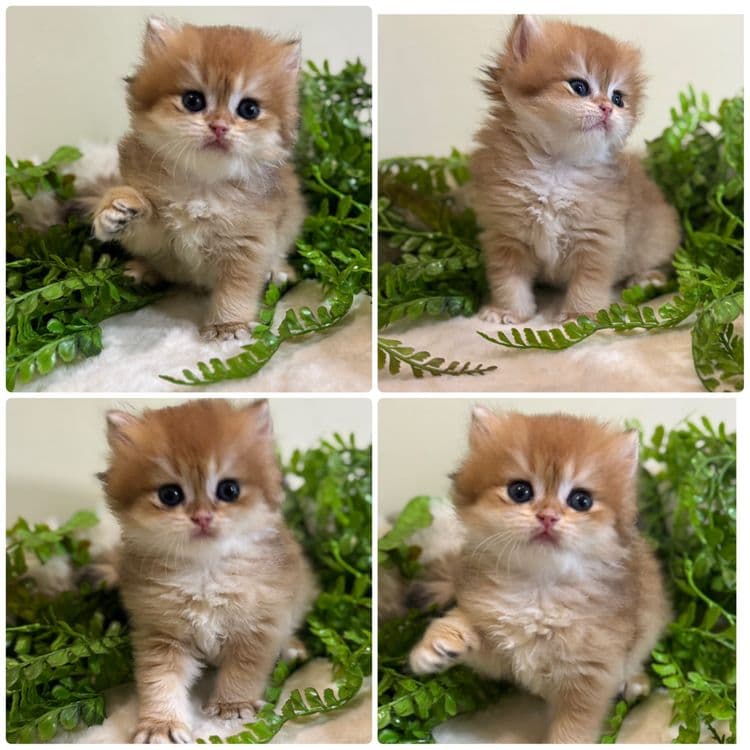Продается котенок ny12 — 2