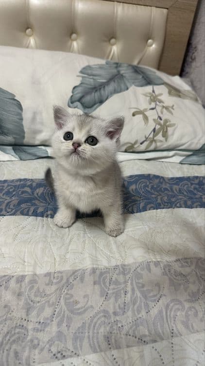 Котёнок серибристая шиншила 2 месяца девочка! — 2