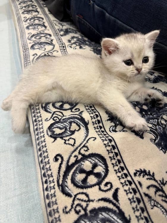 Котёнок серибристая шиншила 2 месяца девочка! — 3