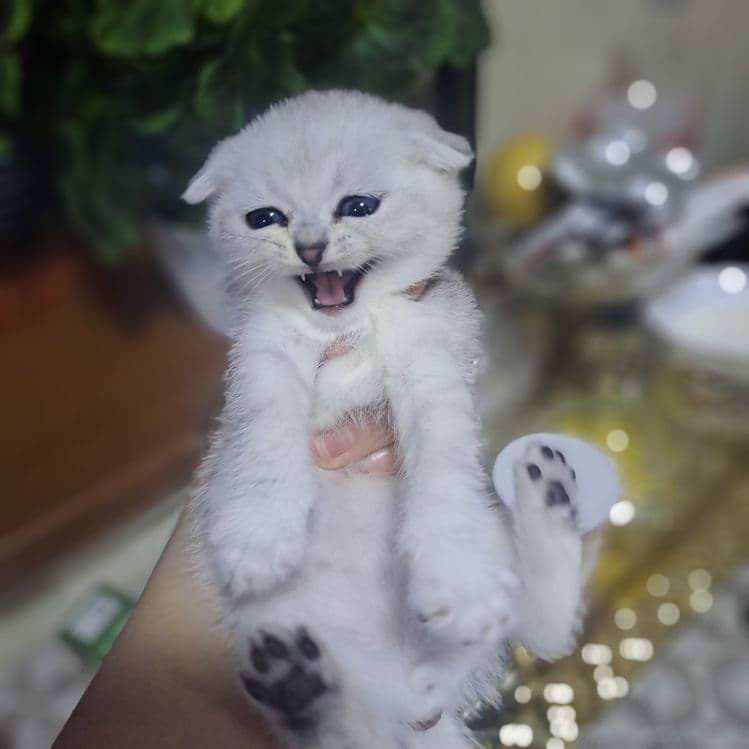 Продается котята — 2