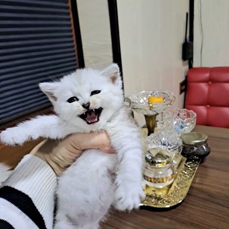 Продается котята — 3