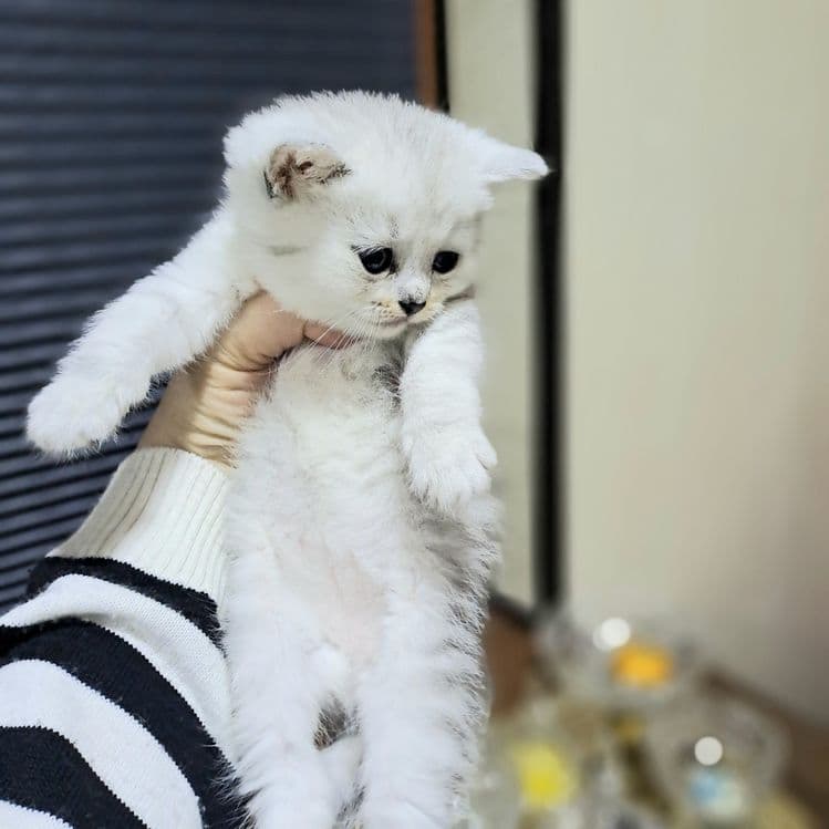 Продается котята — 4