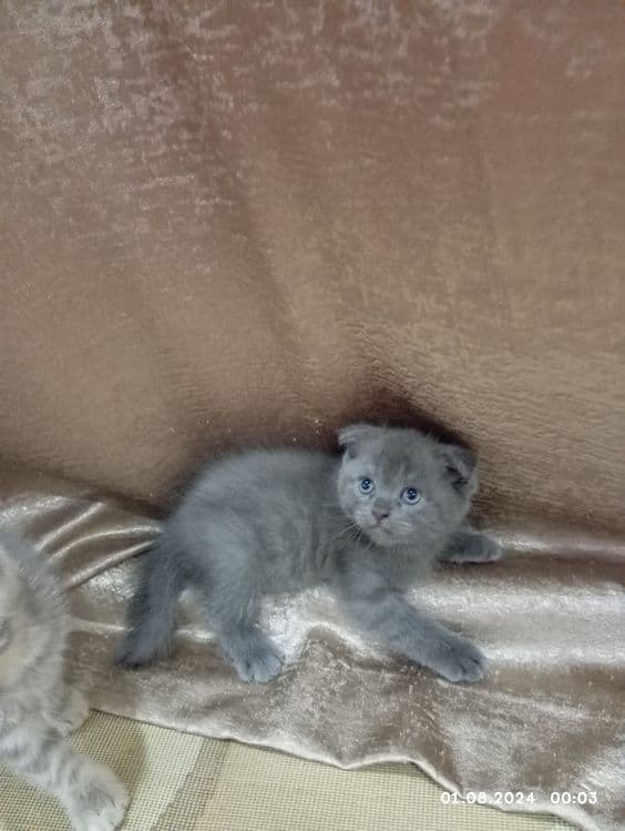 Срочно продам катят 1 мамаша 5 малыша — 2