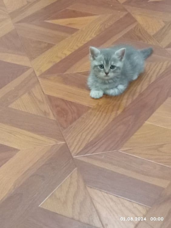 Срочно продам катят 1 мамаша 5 малыша — 3