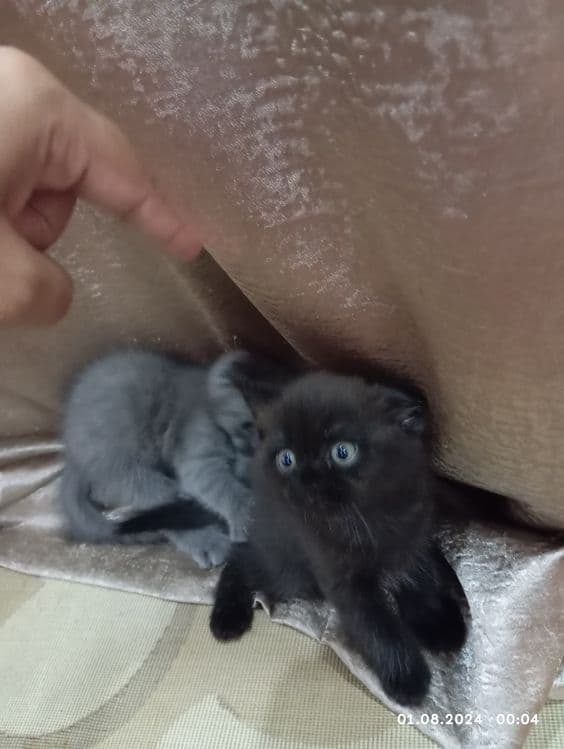 Срочно продам катят 1 мамаша 5 малыша — 4