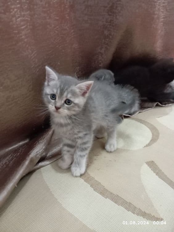 Срочно продам катят 1 мамаша 5 малыша — 5