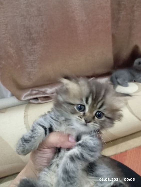 Срочно продам катят 1 мамаша 5 малыша — 6