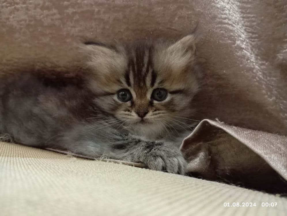 Срочно продам катят 1 мамаша 5 малыша — 7