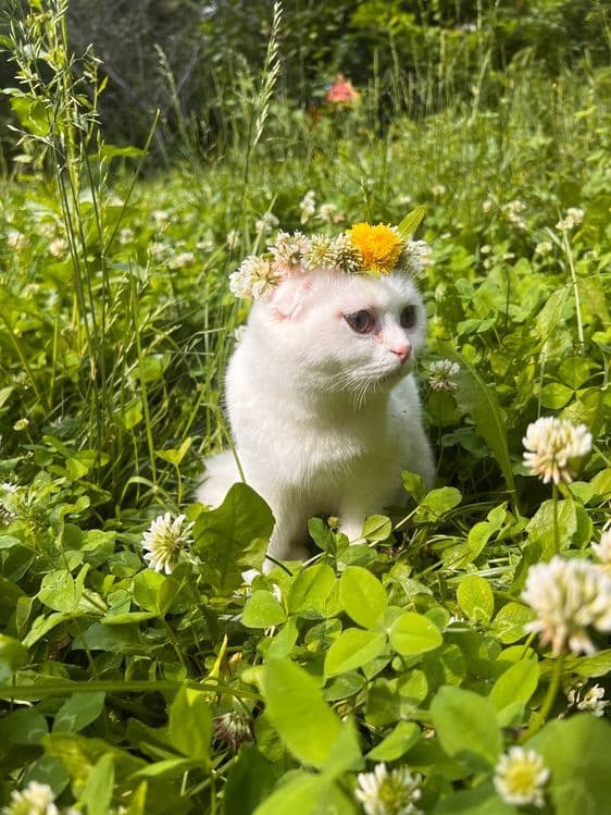 Шотландский вислоухий котик (Скоттиш-фолд), 8 месяцев. С документами — 2