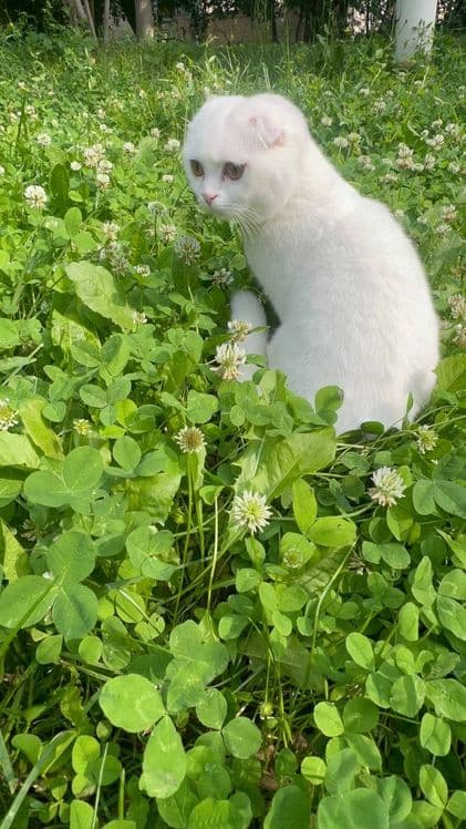 Шотландский вислоухий котик (Скоттиш-фолд), 8 месяцев. С документами — 3