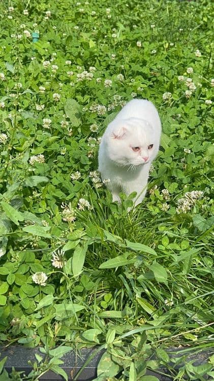 Шотландский вислоухий котик (Скоттиш-фолд), 8 месяцев. С документами — 4