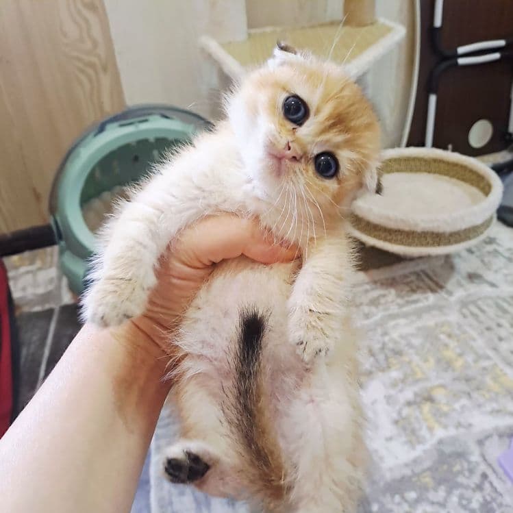 Котята от правильной вязки — 2