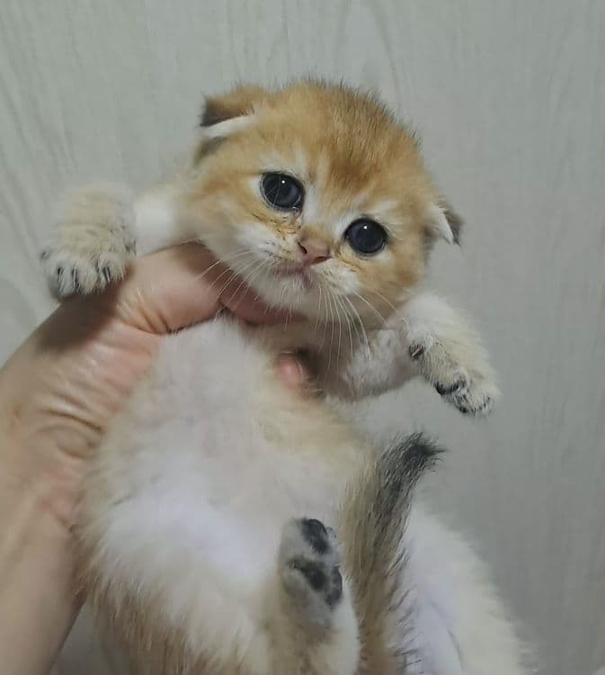 Котята от правильной вязки — 3