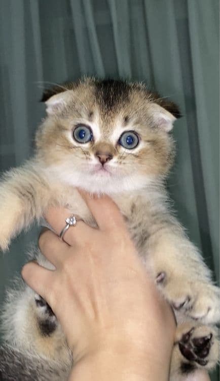 котята шиншилы — 1