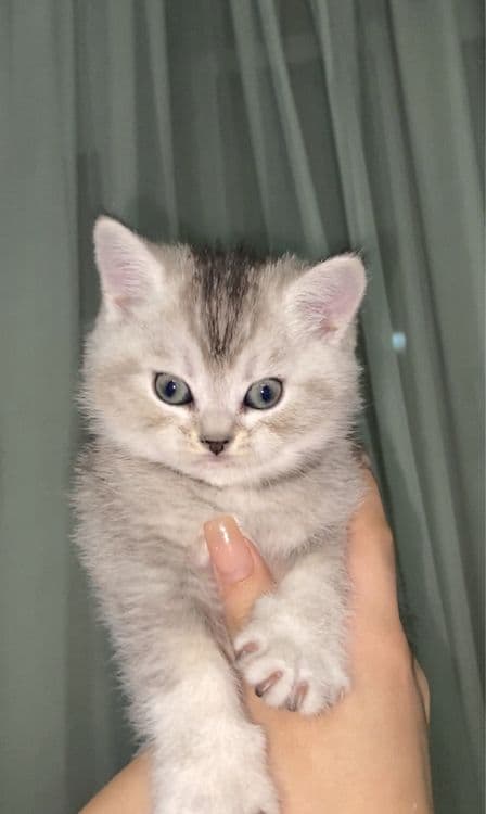 котята шиншилы — 2