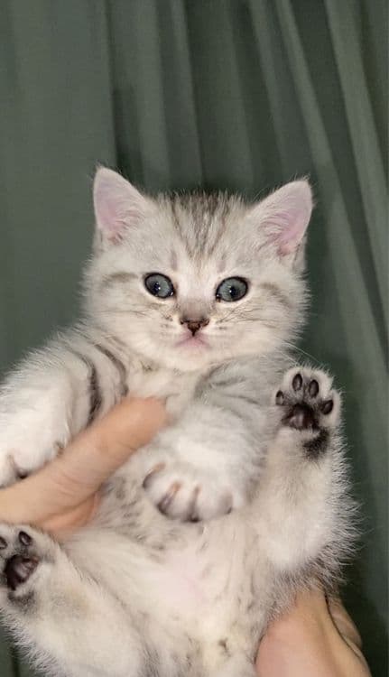 котята шиншилы — 3