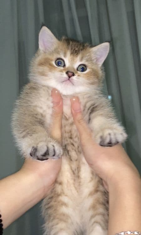 котята шиншилы — 4