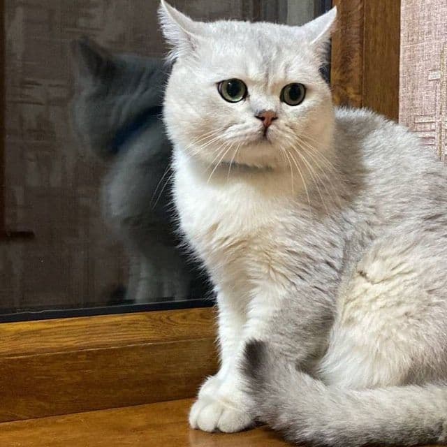 Чистокровная британка золотая шиншилла — 5