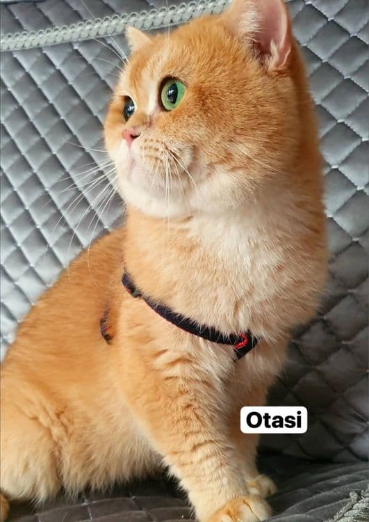 Zolotaya shinshilla ny12 britan sotiladi. O'g'il 1 oylik — 6