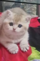 Британская короткошерстная. Котята