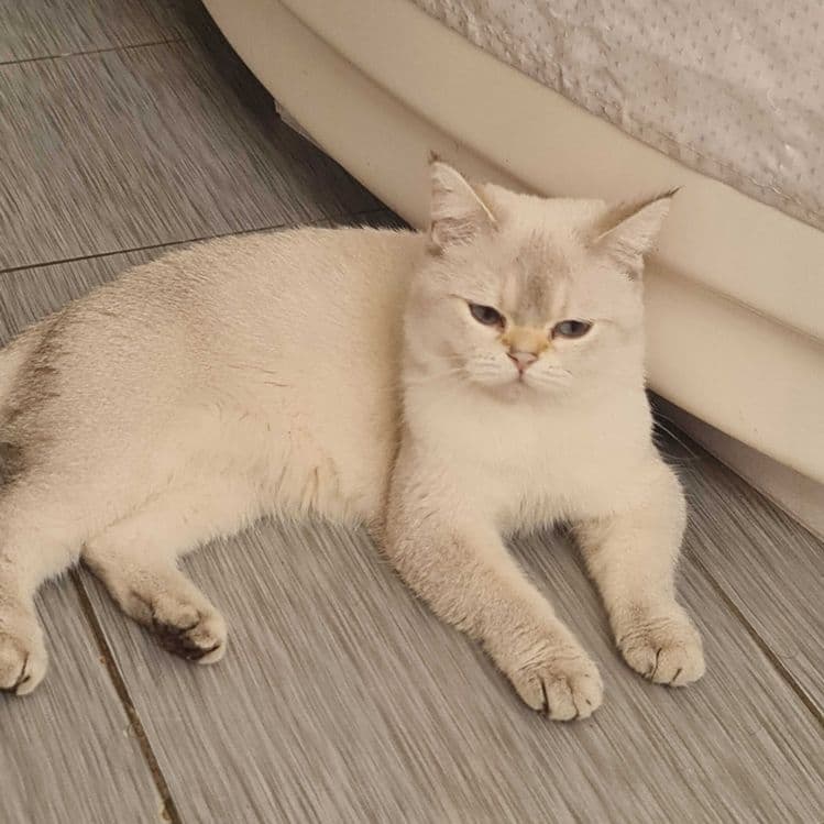 Британская короткошерстная. Котята — 3