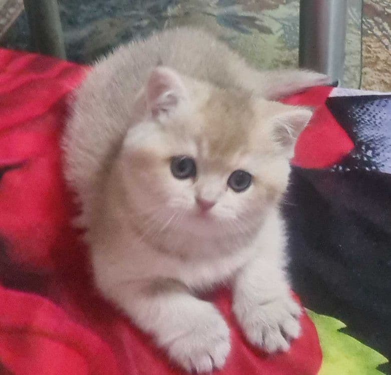 Британская короткошерстная. Котята — 4