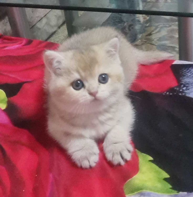 Британская короткошерстная. Котята — 5