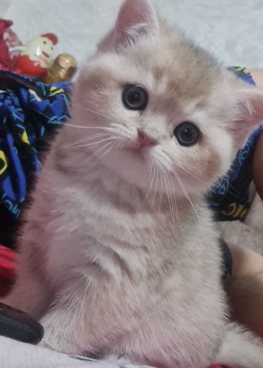 Британская короткошерстная. Котята — 7