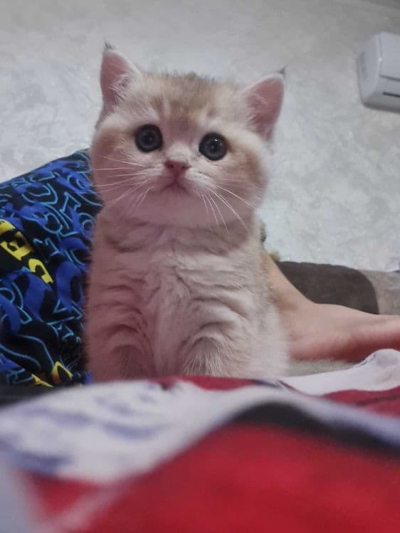 Британская короткошерстная. Котята — 8